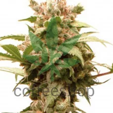Auto CBG-Force feminised